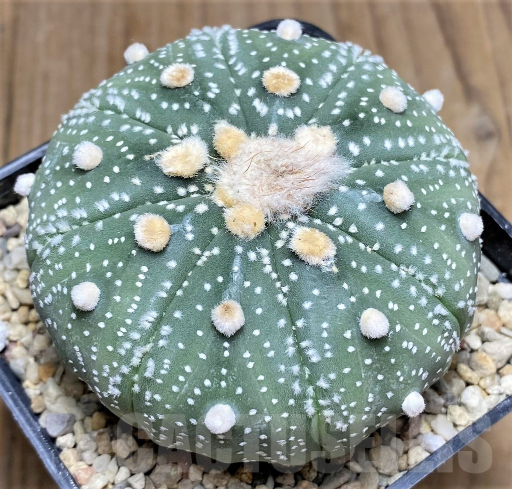 SHPR26773 Astrophytum asterias 'Akabana'