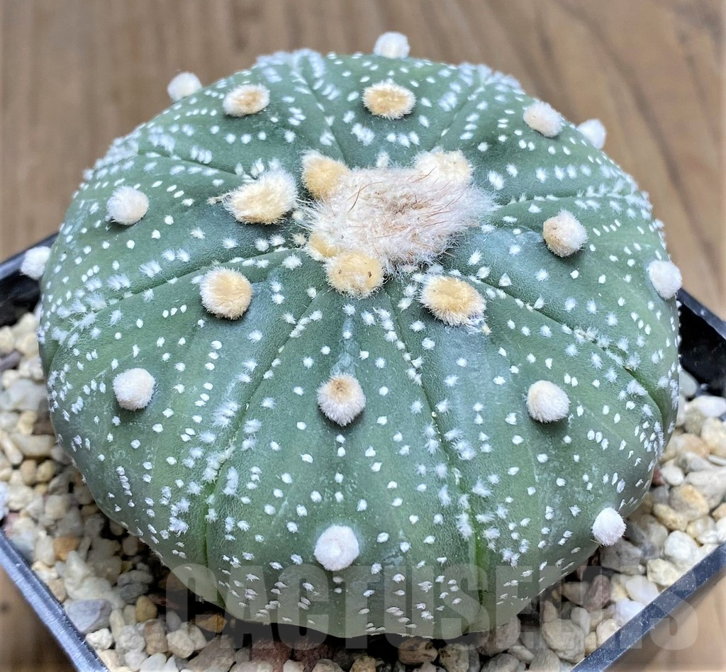 SHPR26773 Astrophytum asterias 'Akabana' - Imagen 2