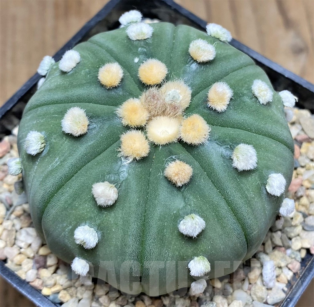 SHPR26774 Astrophytum asterias ‘Shinshowa’, yellow flowers