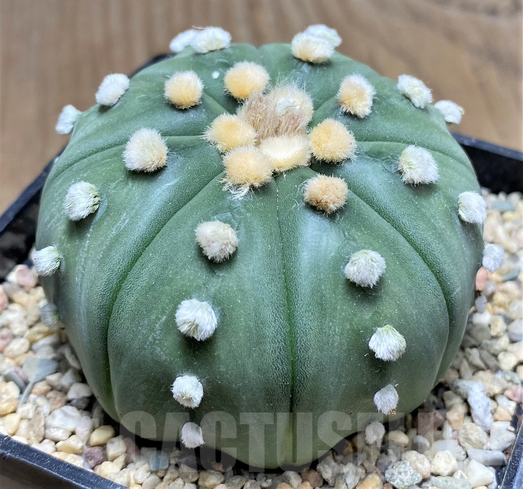 SHPR26774 Astrophytum asterias ‘Shinshowa’, yellow flowers - Зображення 2