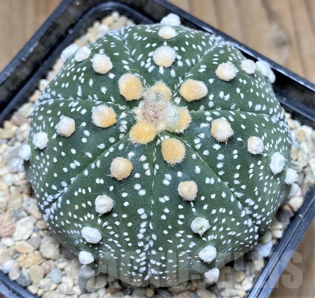 SHPR26776 Astrophytum asterias ‘Akabana’