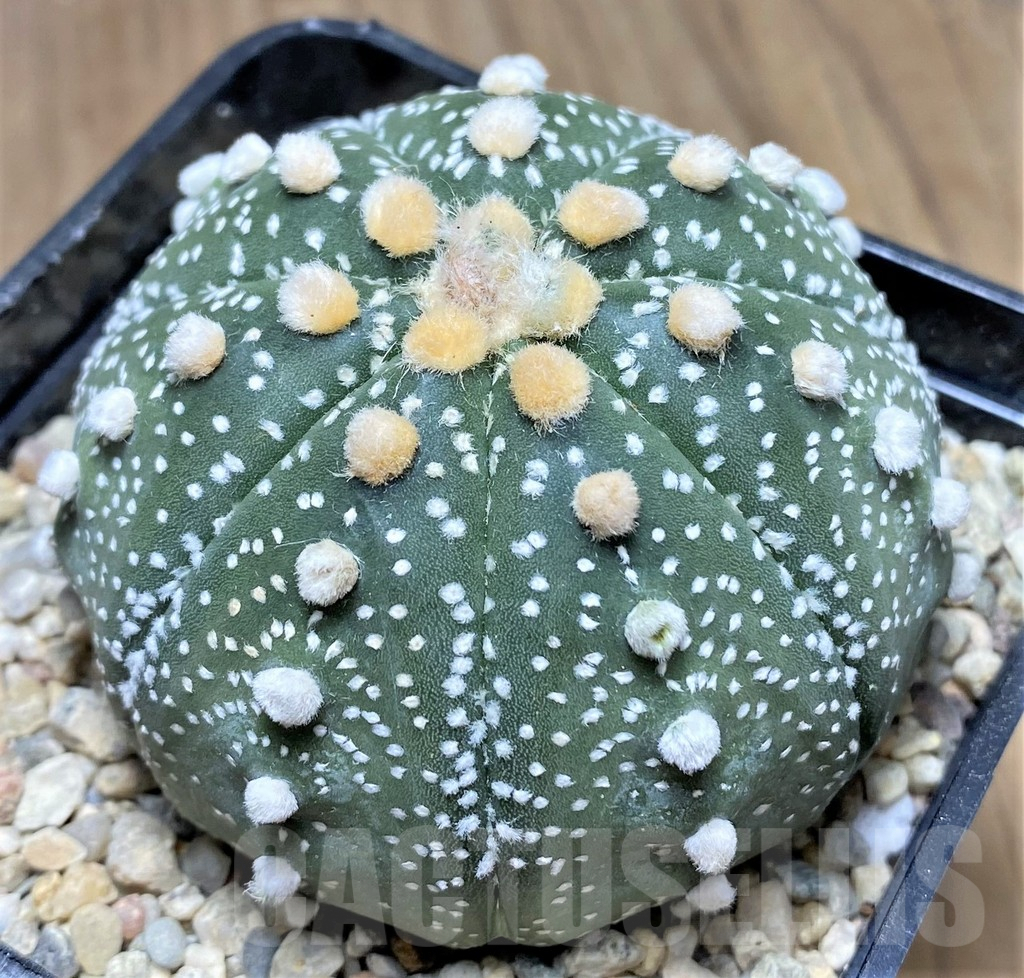 SHPR26776 Astrophytum asterias ‘Akabana’ - 画像 (2)