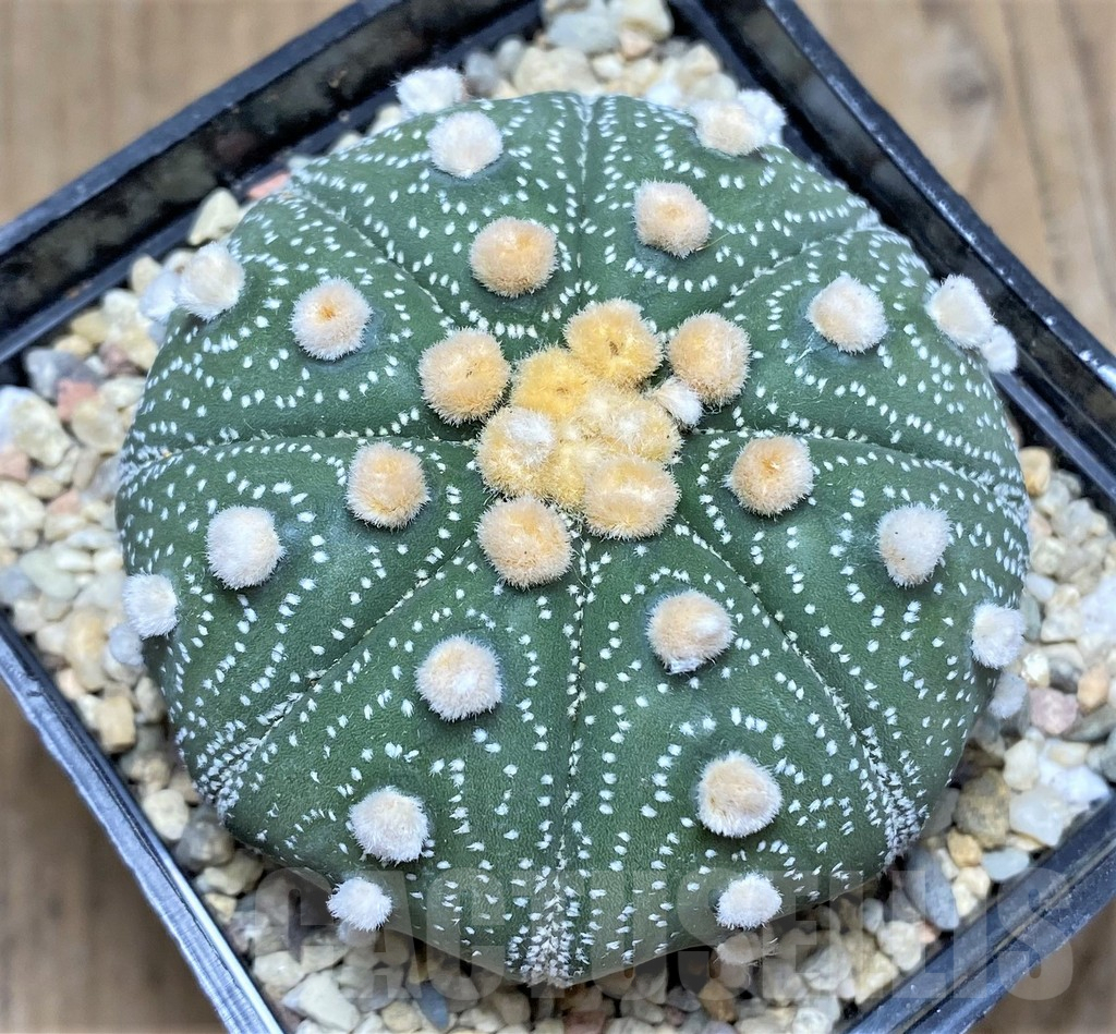 SHPR26777 Astrophytum asterias ‘Akabana’