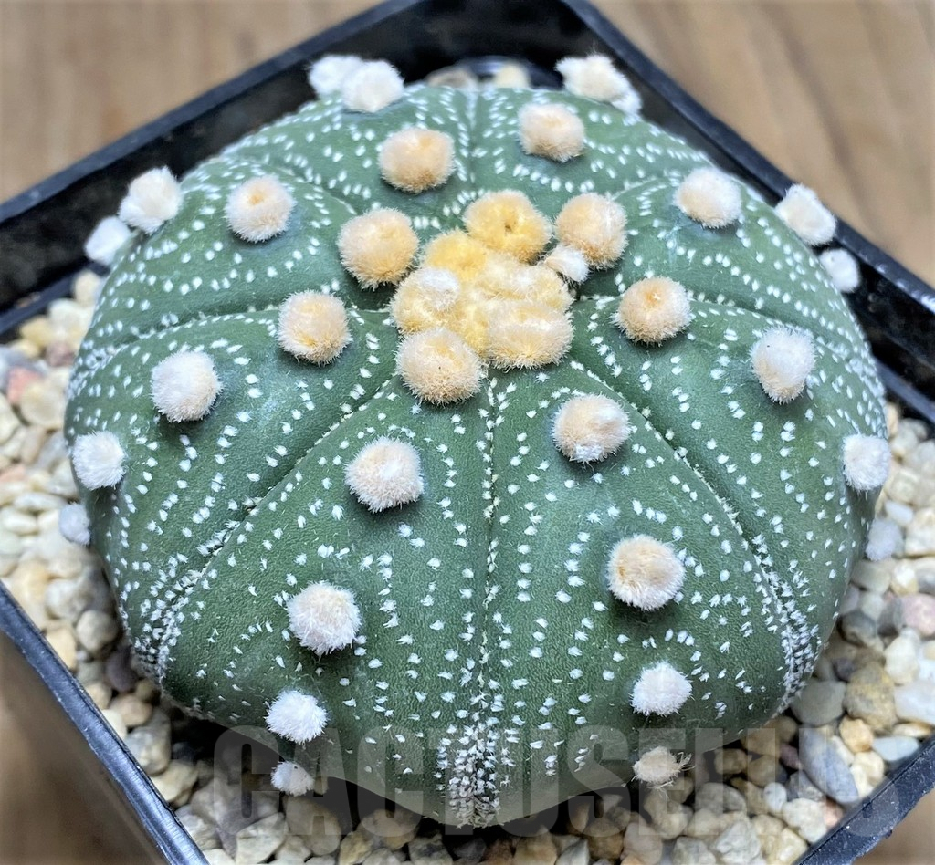 SHPR26777 Astrophytum asterias ‘Akabana’ - 画像 (2)