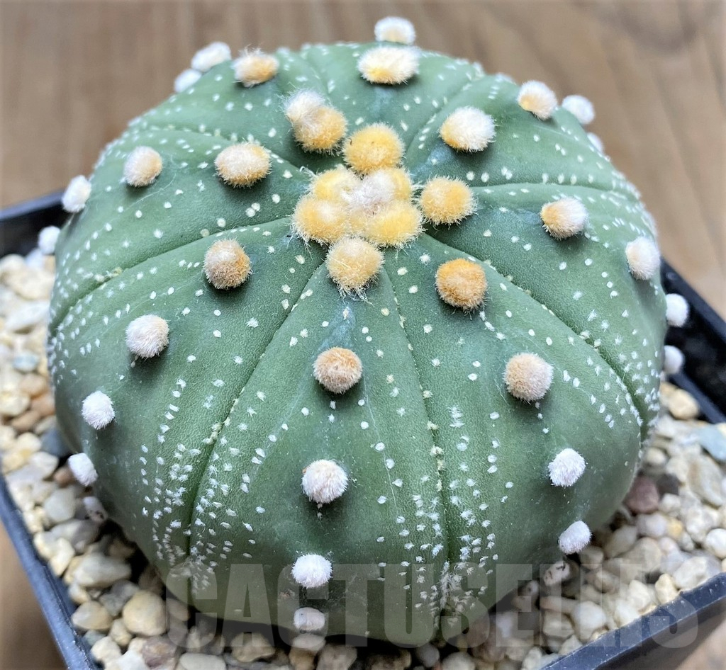 SHPR26778 Astrophytum asterias ‘Akabana’ – Image 2