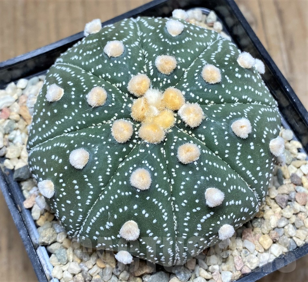 SHPR26779 Astrophytum asterias ‘Akabana’