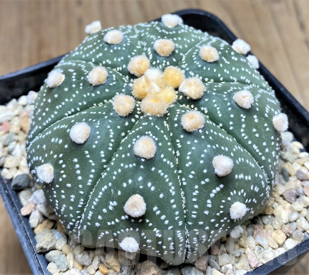 SHPR26779 Astrophytum asterias ‘Akabana’ - 画像 (2)
