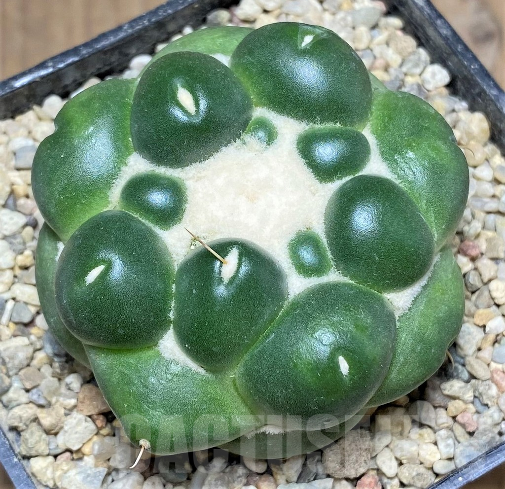 SHPR26781 Coryphantha elephantidens f. inermis