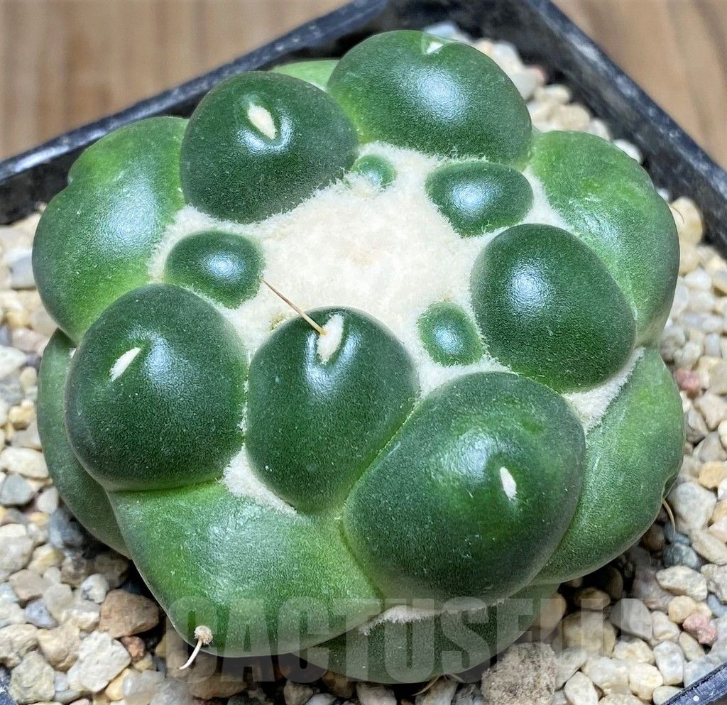 SHPR26781 Coryphantha elephantidens f. inermis - Image 2