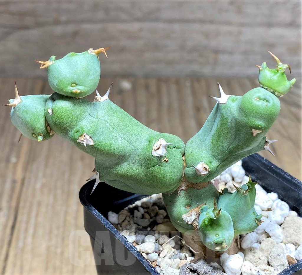 SHPR26813 Euphorbia clivicola