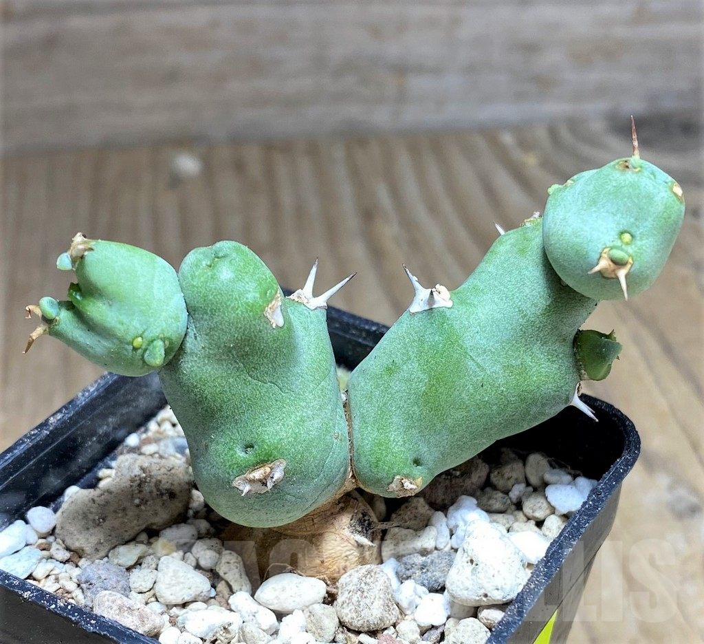 SHPR26814 Euphorbia clivicola