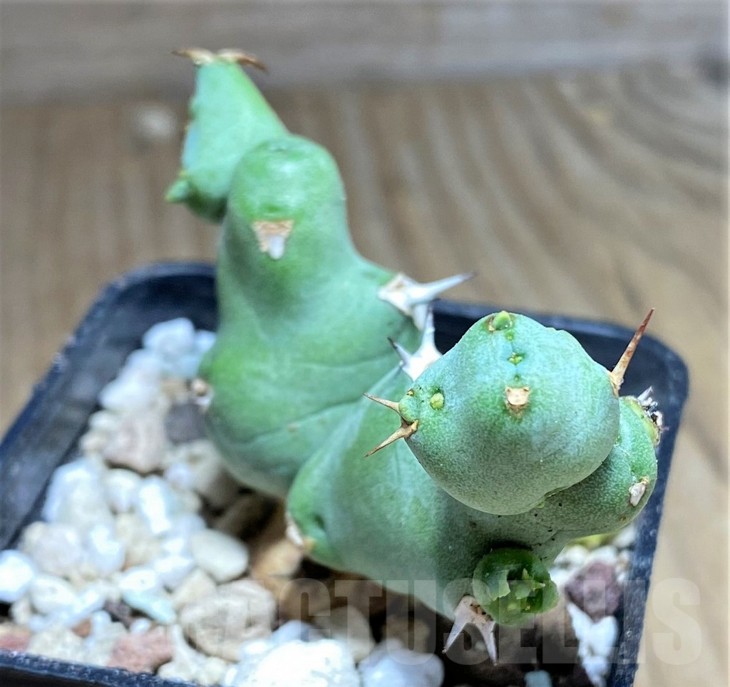 SHPR26814 Euphorbia clivicola - Зображення 2