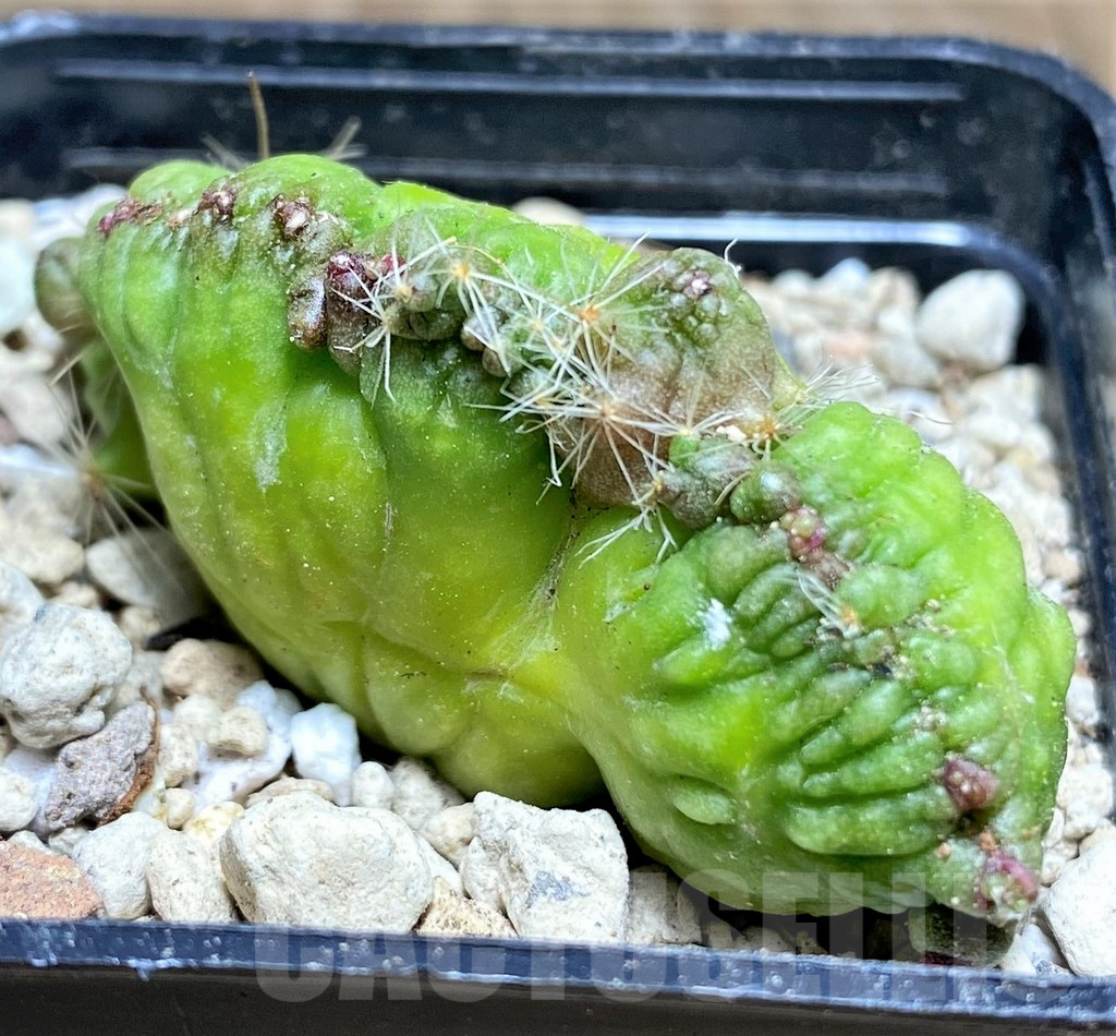 SHPR26815 Mammillaria bocasana ‘Fred’ f.cristata