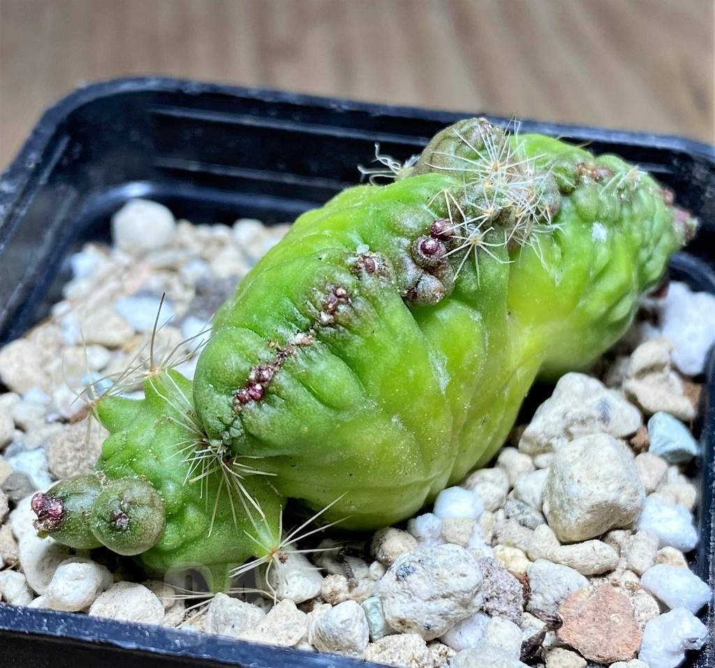 SHPR26815 Mammillaria bocasana ‘Fred’ f.cristata - Image 2