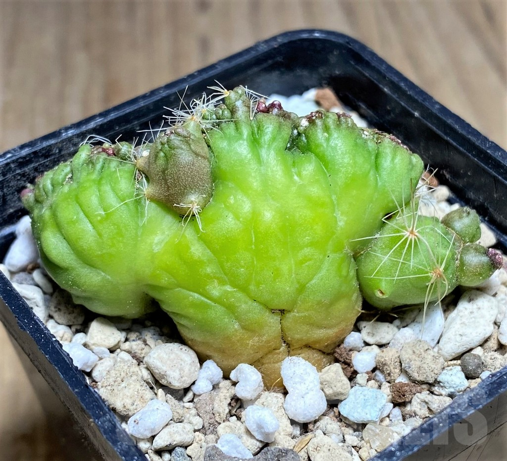 SHPR26815 Mammillaria bocasana ‘Fred’ f.cristata - Image 3