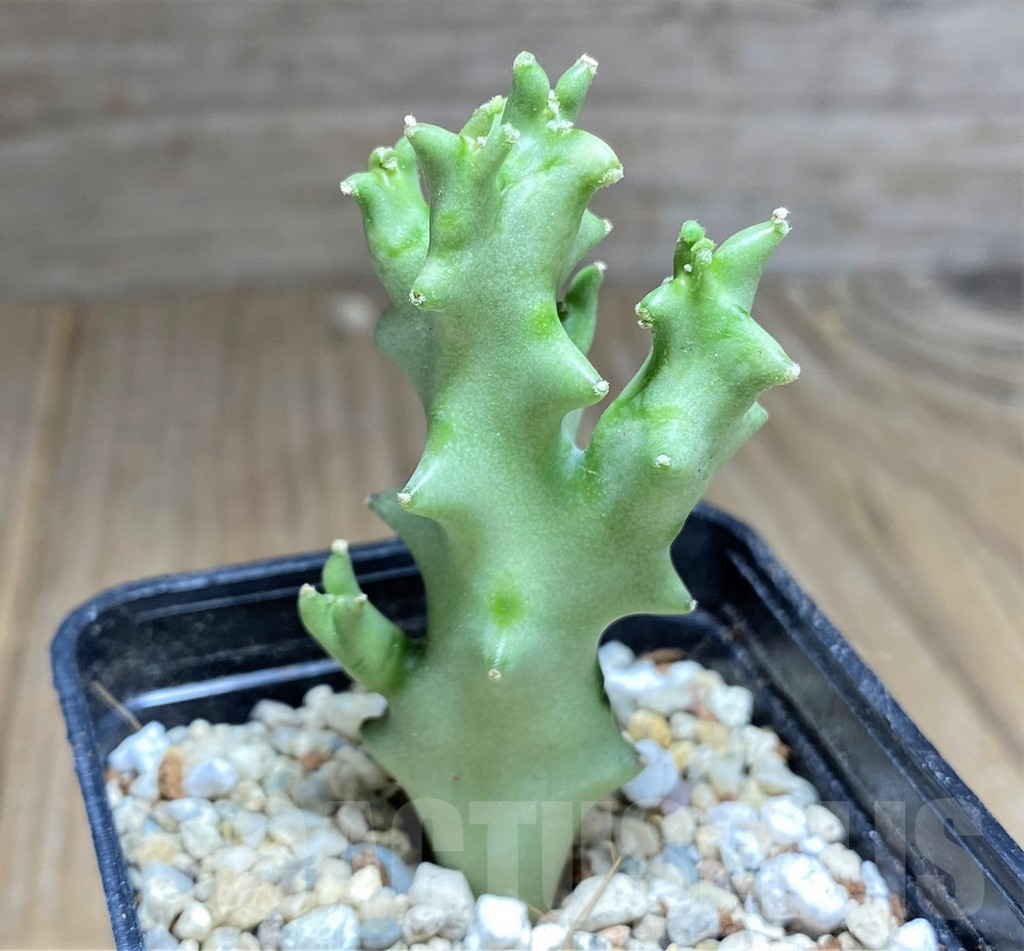 SHPR26816 Caralluma socotrana