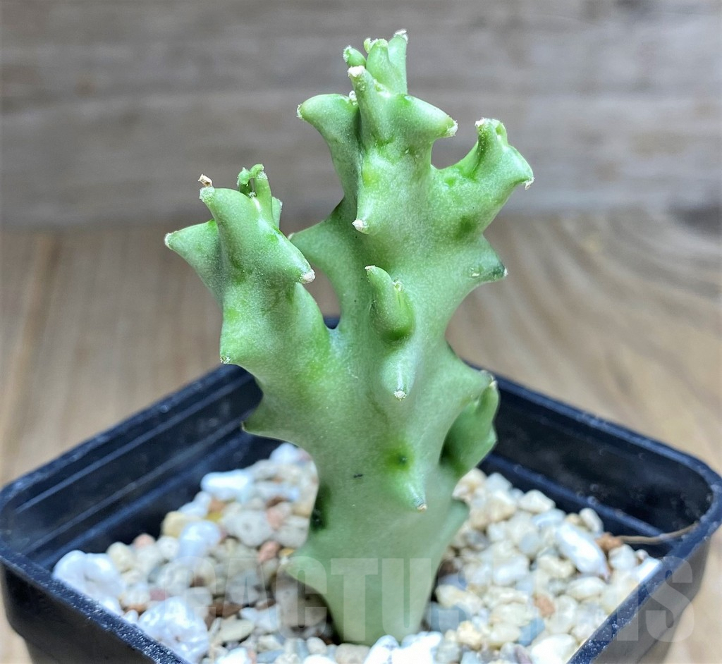 SHPR26816 Caralluma socotrana - Image 2