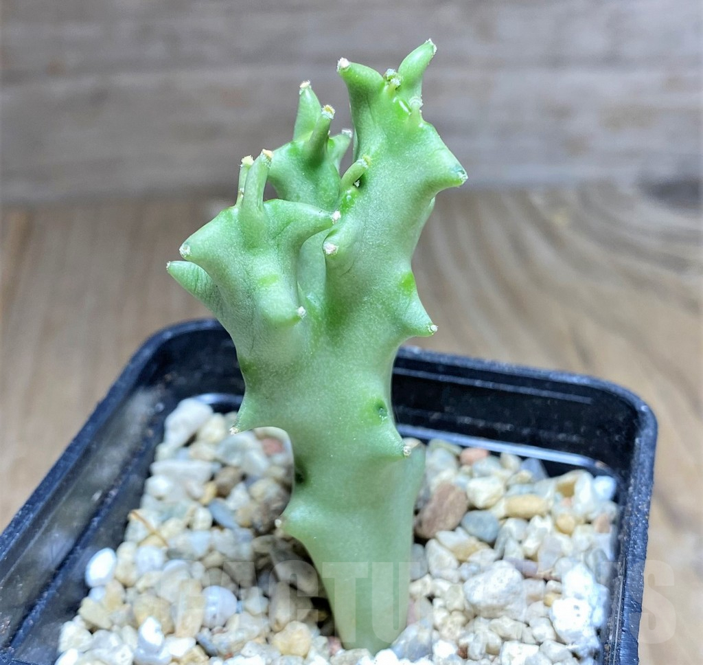 SHPR26817 Caralluma socotrana