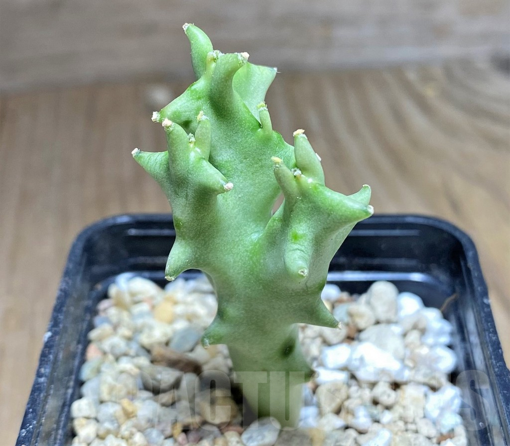 SHPR26817 Caralluma socotrana - Image 2