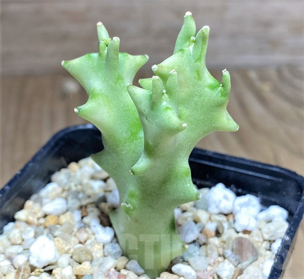 SHPR26818 Caralluma socotrana - Image 2