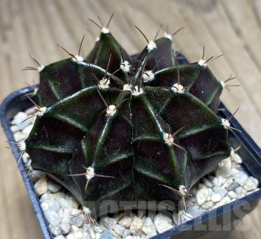SHPR26839 Gymnocalycium mihanovichii 'Black Widow' seedling