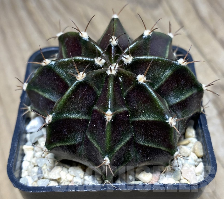 SHPR26839 Gymnocalycium mihanovichii 'Black Widow' seedling - Зображення 2