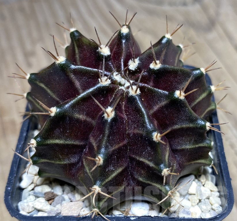 SHPR26840 Gymnocalycium mihanovichii 'Black Widow' seedling - Image 2