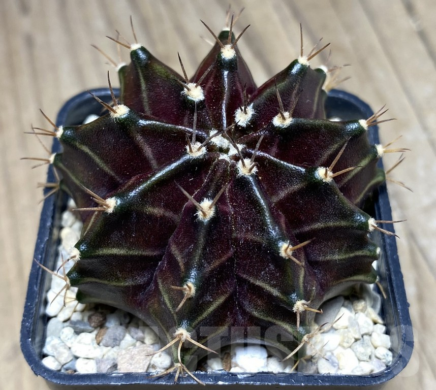 SHPR26840 Gymnocalycium mihanovichii 'Black Widow' seedling