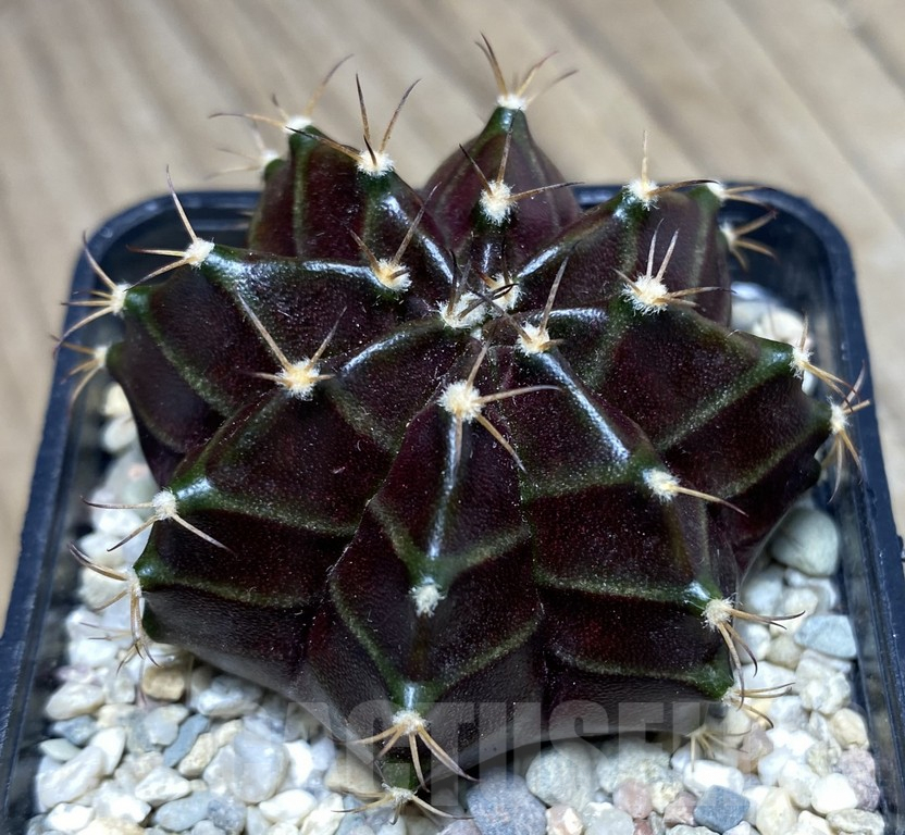 SHPR26841 Gymnocalycium mihanovichii 'Black Widow' seedling