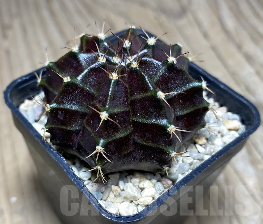 SHPR26841 Gymnocalycium mihanovichii 'Black Widow' seedling - Image 2