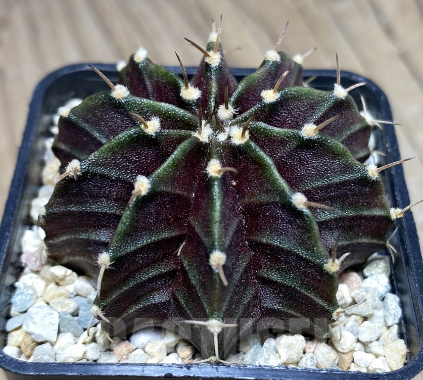 SHPR26842 Gymnocalycium mihanovichii 'Black Widow' seedling - immagine 2