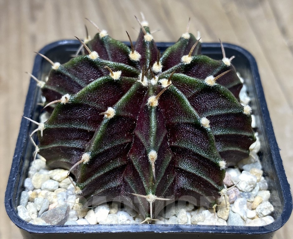 SHPR26842 Gymnocalycium mihanovichii 'Black Widow' seedling