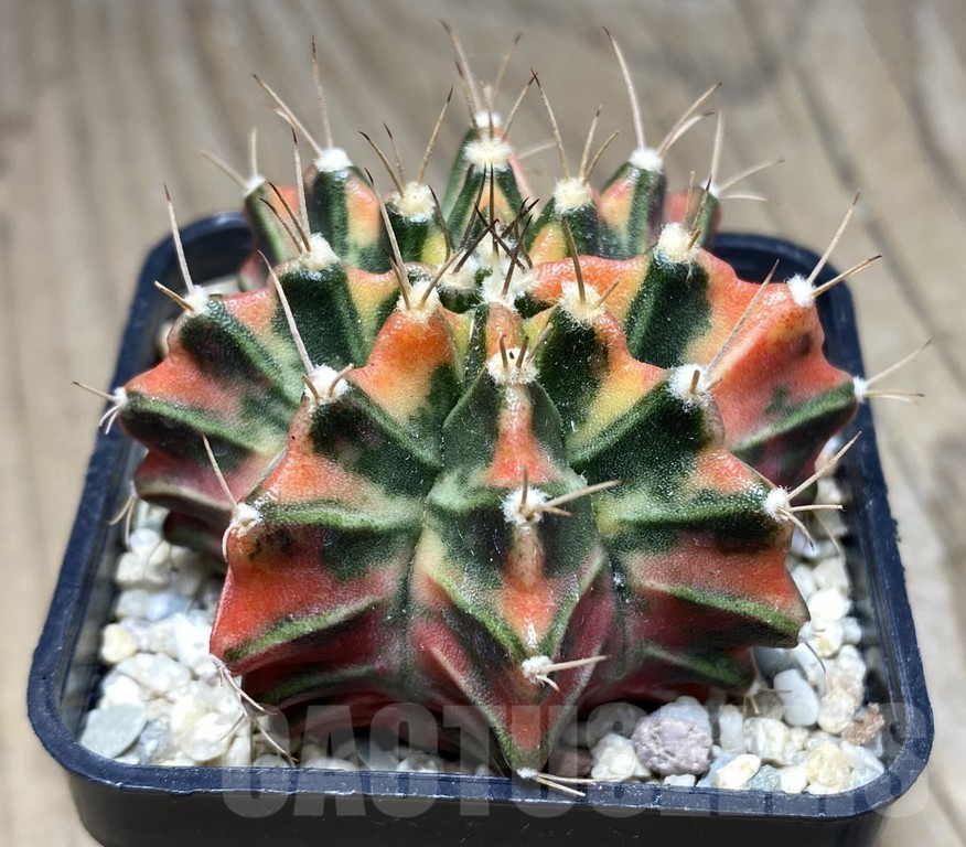 SHPR26843 Gymnocalycium mihanovichii 'Chompunaphas''