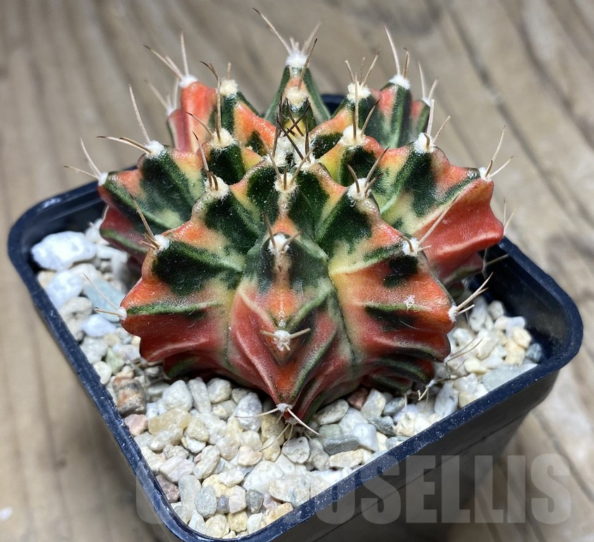 SHPR26843 Gymnocalycium mihanovichii 'Chompunaphas'' - Image 2