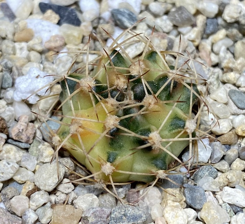SHPR26846 Gymnocalycium mihanovichii 'Golden Snitch'