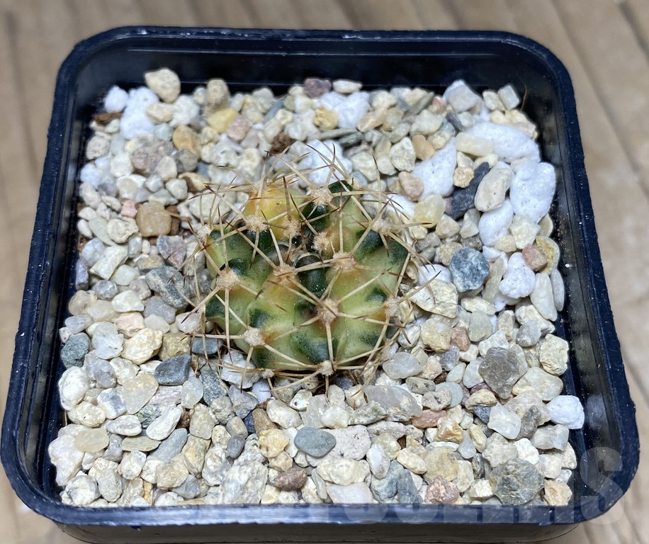 SHPR26846 Gymnocalycium mihanovichii 'Golden Snitch' - immagine 2