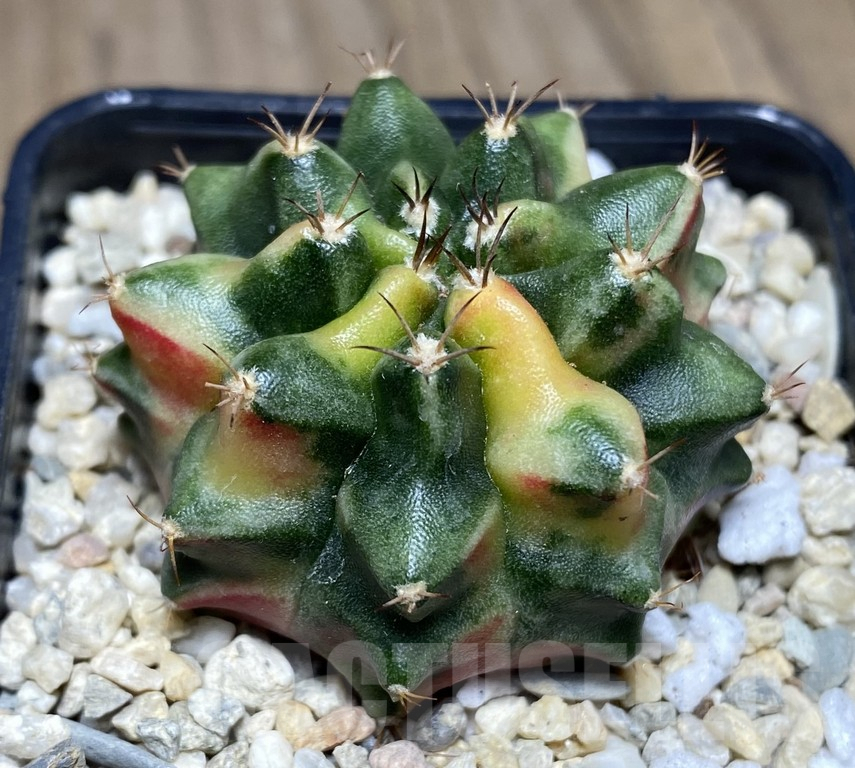 SHPR26848 Gymnocalycium mihanovichii 'Ruby'