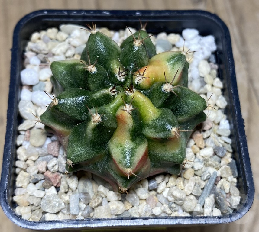 SHPR26848 Gymnocalycium mihanovichii 'Ruby' - Image 2