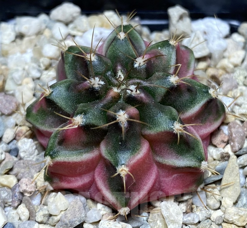 SHPR26853 Gymnocalycium mihanovichii 'Pastel Heart'
