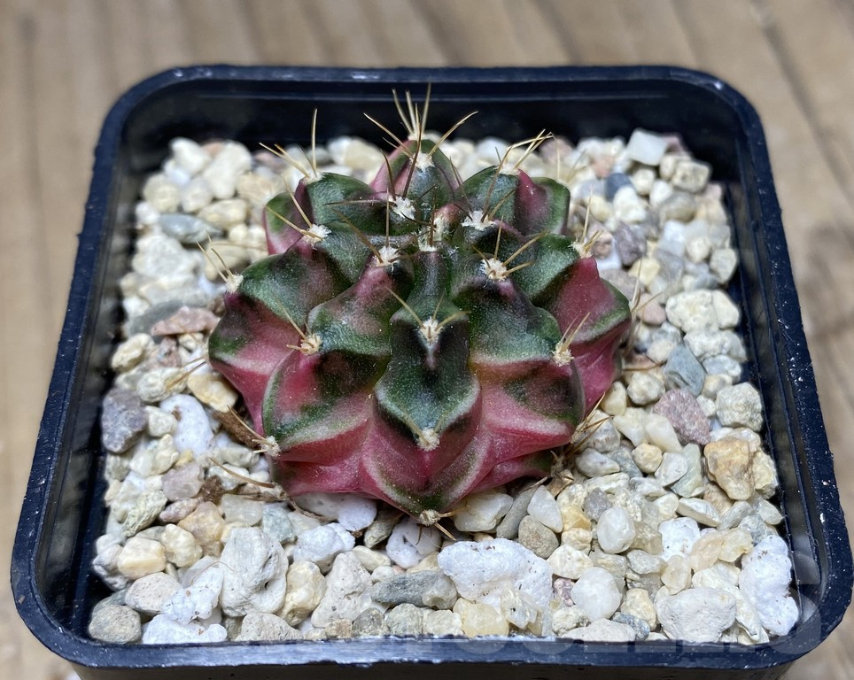 SHPR26853 Gymnocalycium mihanovichii 'Pastel Heart' - 画像 (2)