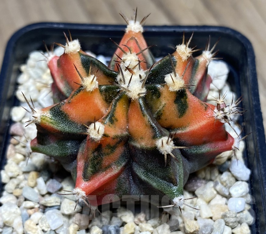 SHPR26855 Gymnocalycium mihanovichii 'Saii Num Phueng'