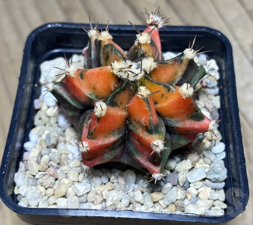 SHPR26855 Gymnocalycium mihanovichii 'Saii Num Phueng' - 画像 (2)