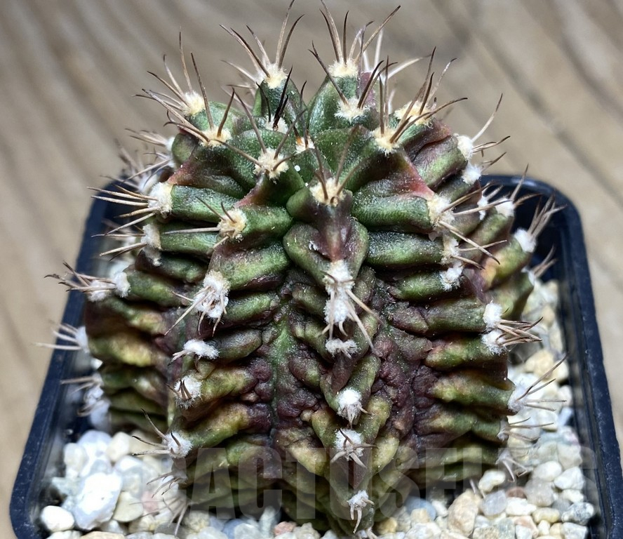 SHPR26857 Gymnocalycium mihanovichii 'T-Rex'