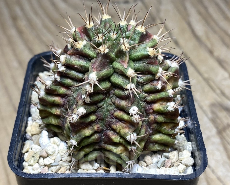SHPR26857 Gymnocalycium mihanovichii 'T-Rex' - 画像 (2)
