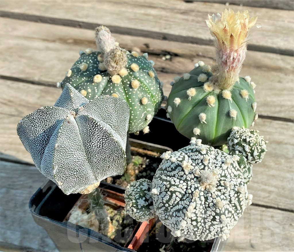 SET93 Astrophytum mix, 4 plants, grafteng - Image 2