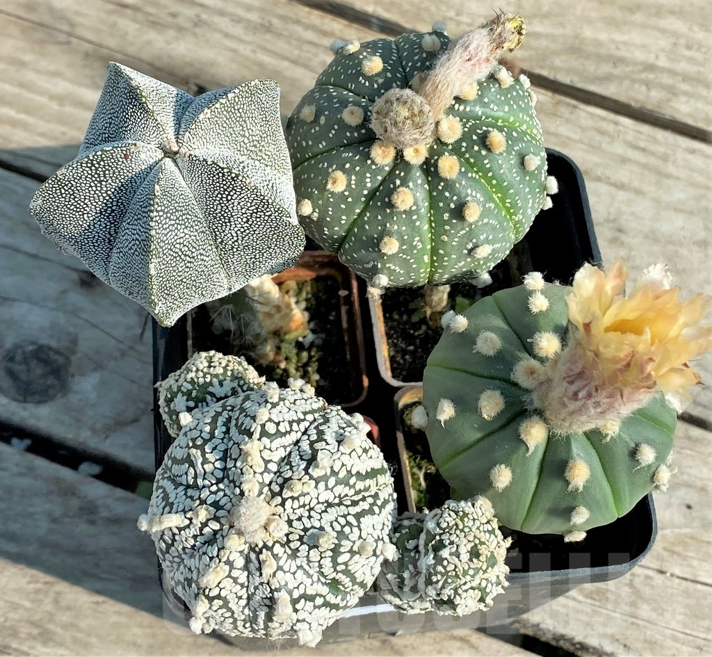 SET93 Astrophytum mix, 4 plants, grafteng