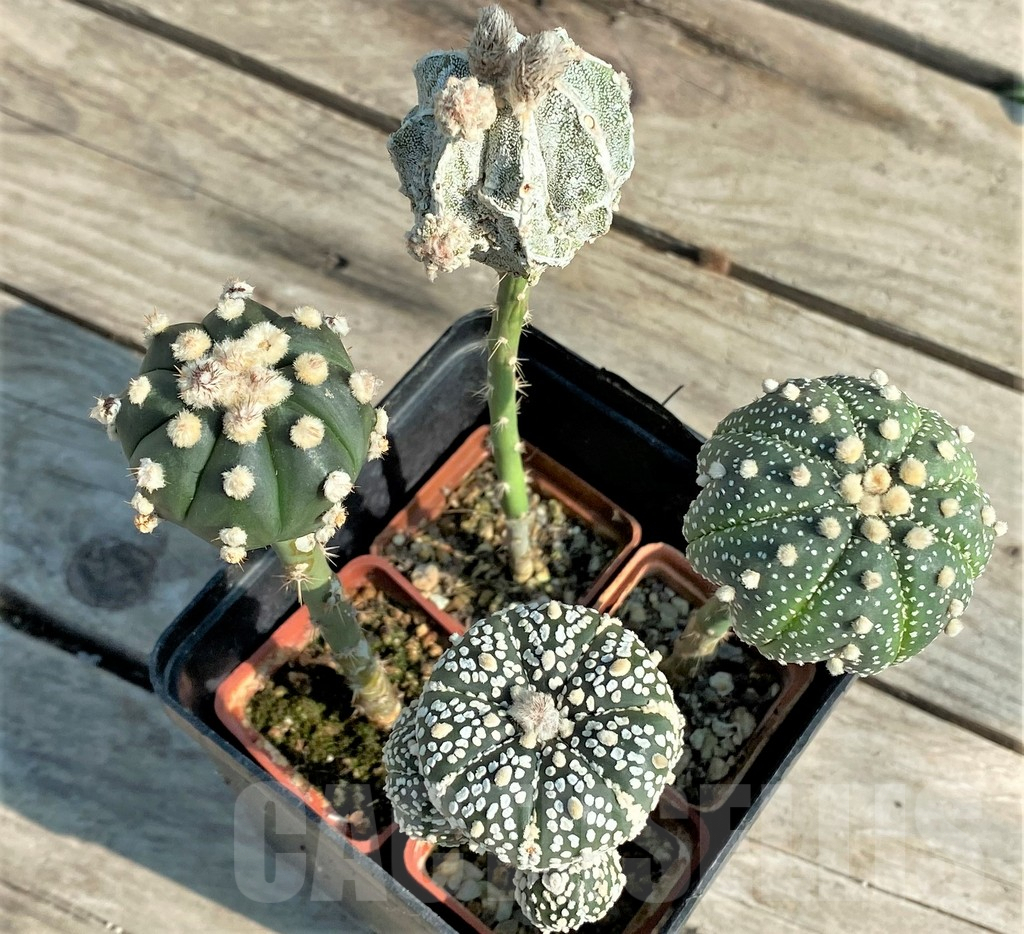 SET94 Astrophytum mix, 4 plants, grafteng