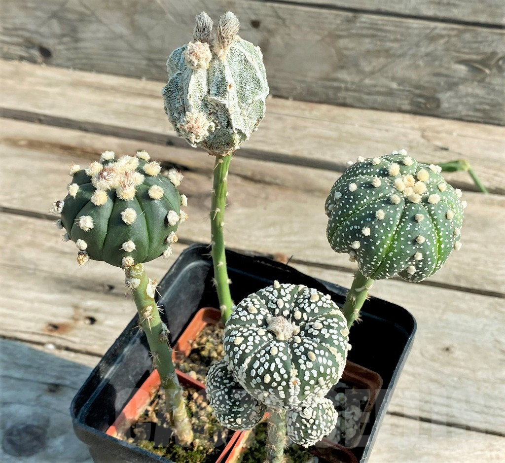 SET94 Astrophytum mix, 4 plants, grafteng - 画像 (2)