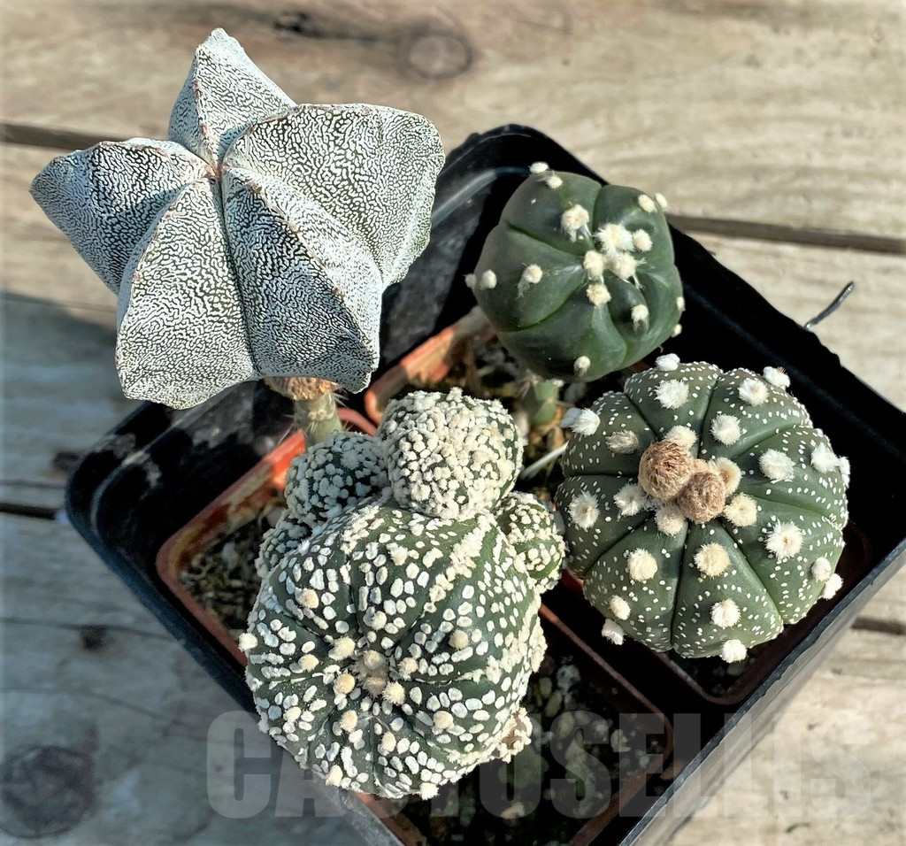 SET95 Astrophytum mix, 4 plants, grafteng