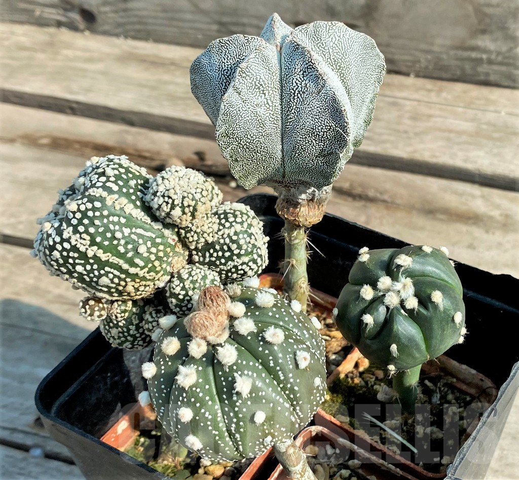 SET95 Astrophytum mix, 4 plants, grafteng - Image 2